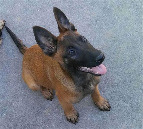 belgian malinois puppies for sale in texas
